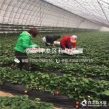 山东章姬草莓苗、章姬草莓苗价格多少、章姬草莓苗基地