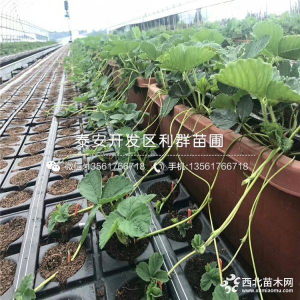 2019年桃熏草莓苗、桃熏草莓苗价格多少、桃熏草莓苗新品种