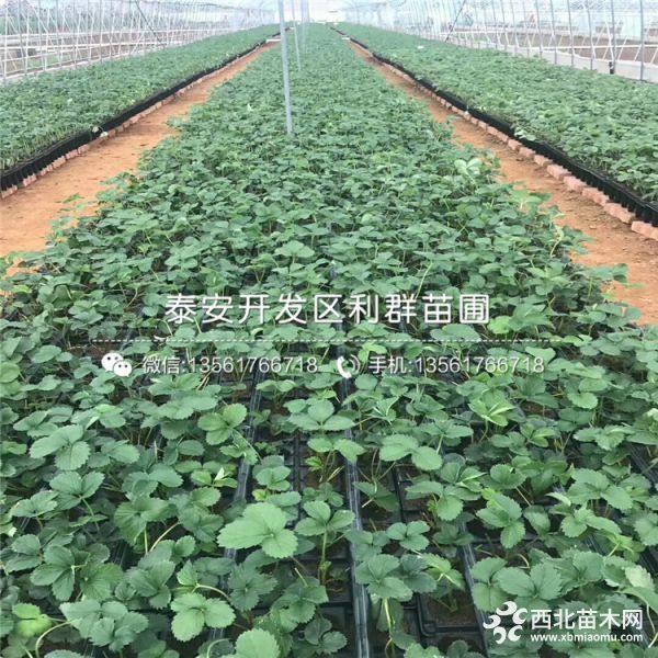 2019年桃熏草莓苗、桃熏草莓苗价格多少、桃熏草莓苗新品种