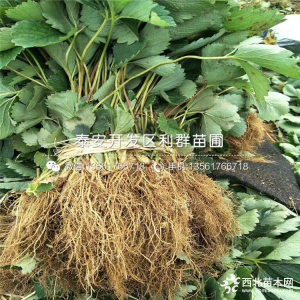 草莓苗、草莓苗新品種、2019年草莓苗價(jià)格多少