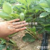 小白草莓苗、小白草莓苗新品種、小白草莓苗多少錢(qián)一棵