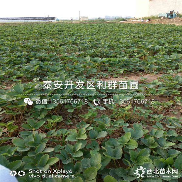 草莓苗出售、草莓苗基地、草莓苗批发价格