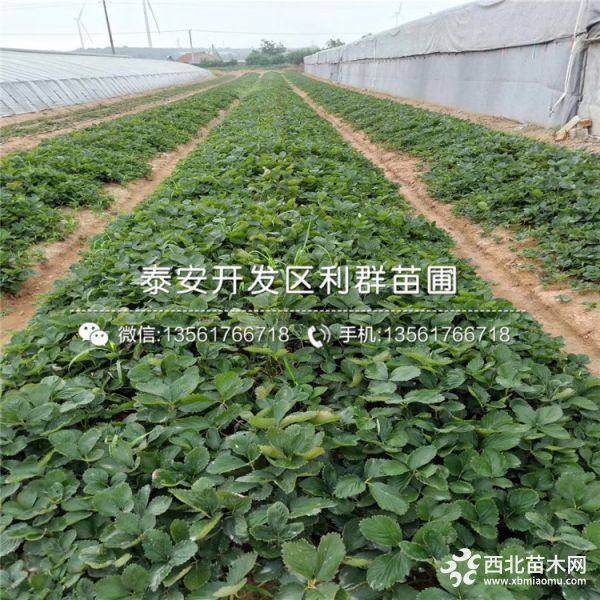 牛奶草莓苗、牛奶草莓苗价格及报价