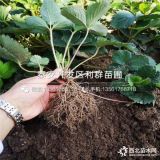 2019年豐香草莓苗價格、豐香草莓苗多少錢一棵