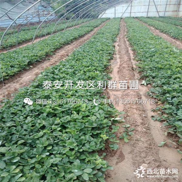 草莓苗出售、草莓苗基地、山东草莓苗价格