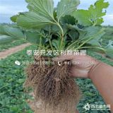 奶油草莓苗、新品種奶油草莓苗、奶油草莓苗價格多少