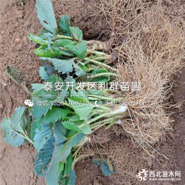 奶油草莓苗、新品种奶油草莓苗、奶油草莓苗价格多少