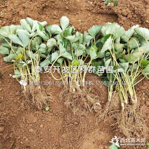 2019年草莓苗、草莓苗新品种、草莓苗价格多少