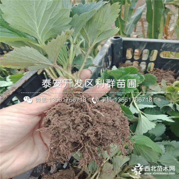 2019年草莓苗、草莓苗新品種、草莓苗價格多少