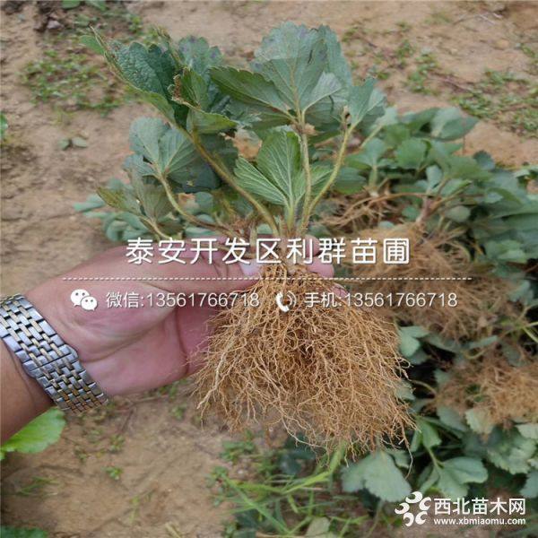 妙香草莓苗、妙香草莓苗價格、山東妙香草莓苗基地