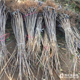 樱桃苗价格、山东樱桃苗基地