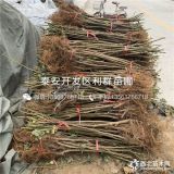 出售无花果树苗、无花果树苗价格多少、无花果树苗基地