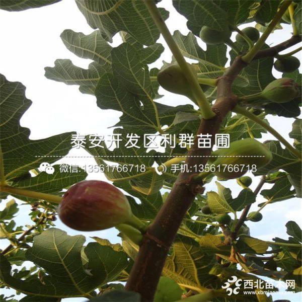 山東波姬紅無花果苗、山東波姬紅無花果樹苗價(jià)格多少