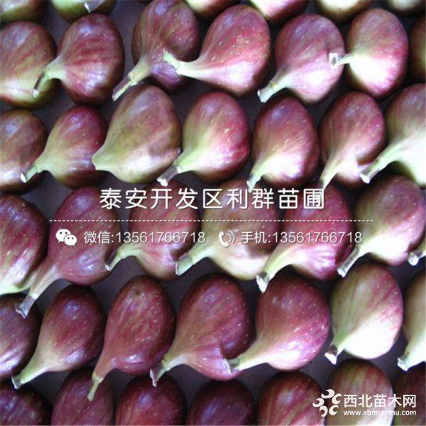 玛斯义陶芬无花果苗、玛斯义陶芬无花果苗价格