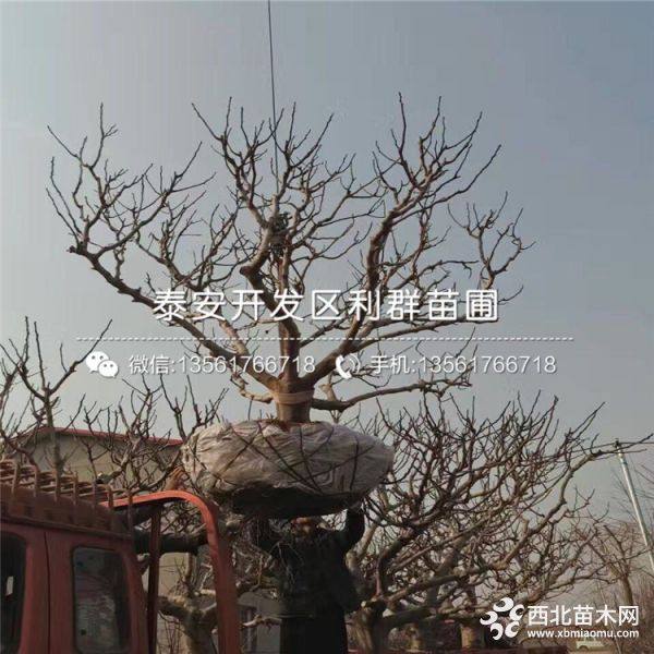 哪里有无花果树苗出售、2019年无花果树苗价格