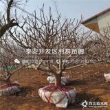 无花果苗多少钱一棵、2019年无花果苗批发价格