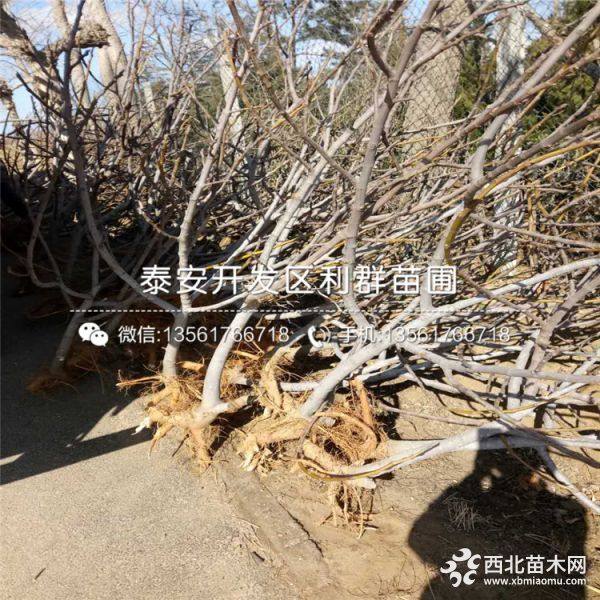 波姬红无花果苗、新品种波姬红无花果苗、波姬红无花果苗价格