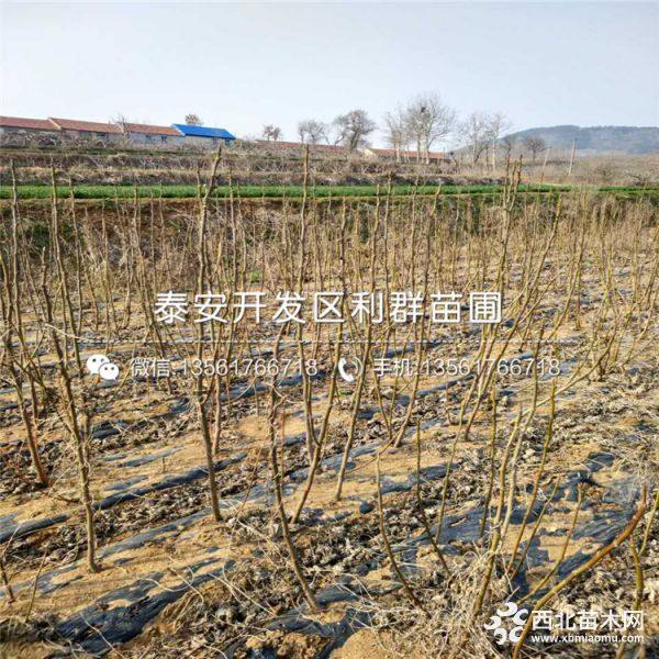 波姬红无花果苗、新品种波姬红无花果苗、波姬红无花果苗价格