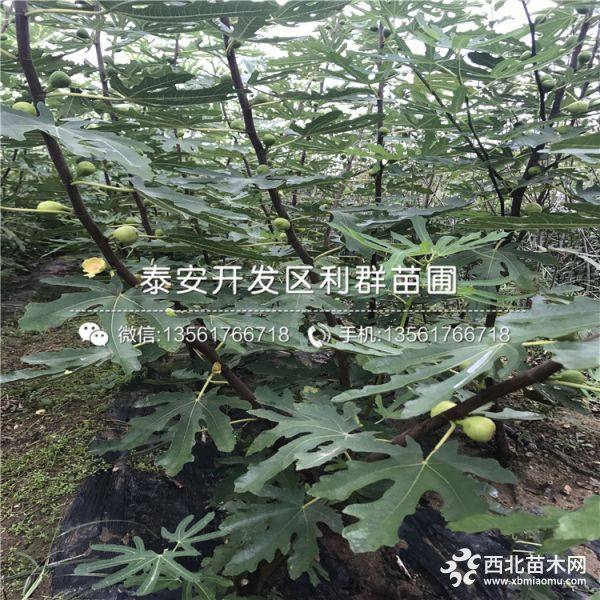 2019年波姬红无花果树苗、波姬红无花果树苗价格多少