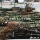 无花果苗出售、无花果苗批发价格、无花果苗基地