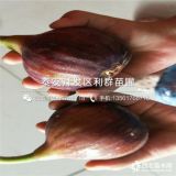 玛斯义陶芬无花果树苗出售、玛斯义陶芬无花果树苗多少钱一棵