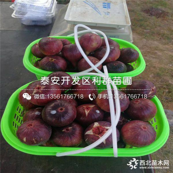 新品种无花果苗、无花果苗新品种、新品种无花果苗价格多少