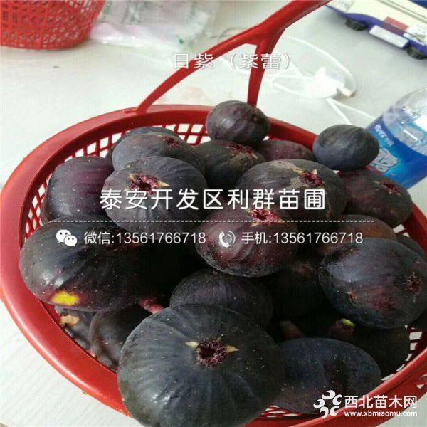 新品种无花果苗、无花果苗新品种、新品种无花果苗价格多少