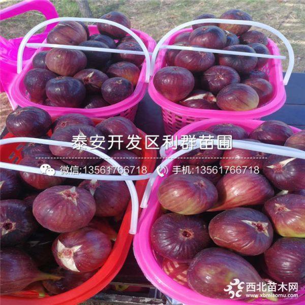 新品种无花果苗、无花果苗新品种、新品种无花果苗价格多少