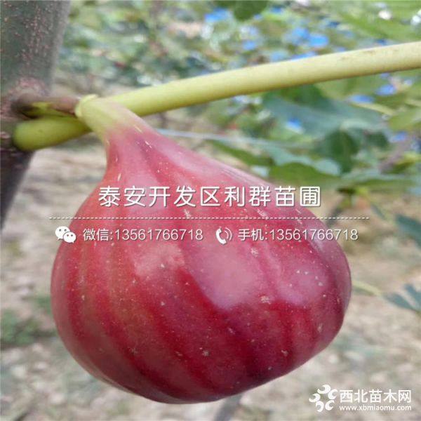 哪里有无花果树苗出售、今年无花果树苗价格是多少