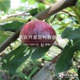 出售無花果樹苗、出售無花果樹苗價格多少、出售無花果樹苗基地