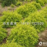 金葉蕕 彩葉植物金葉蕕 營(yíng)養(yǎng)杯金葉蕕小苗