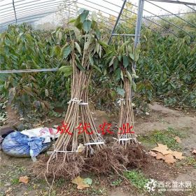 1 2 3公分樱桃树苗基地,山东樱桃树苗价格,早大果樱桃树苗