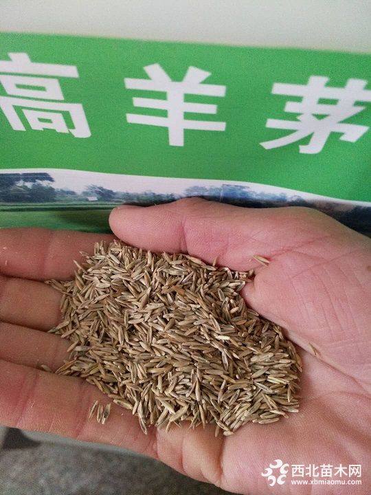 進口高羊茅種子