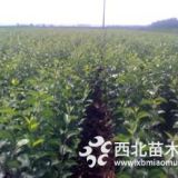 2公分苹果苗价格2公分苹果苗量大2公分苹果苗