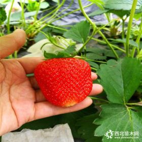 草莓苗基地、哪里有草莓苗卖