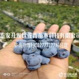 康维尔蓝莓苗价格、康维尔蓝莓苗今日价格