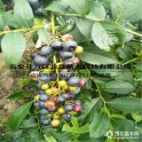 杜克蓝莓苗、杜克蓝莓苗出售基地