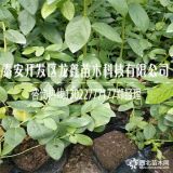 3年蓝丰蓝莓苗多少钱？