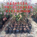 半高丛蓝莓苗价格、半高丛蓝莓苗价格多少