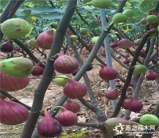 金傲芬无花果树苗