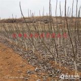 专业培育核桃苗基地卖多少钱 核桃苗批发价格 哪里有早熟核桃苗