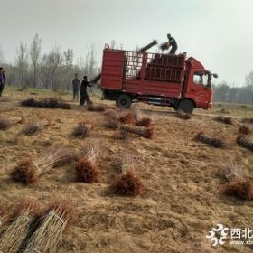 河北杏树苗多少钱一棵