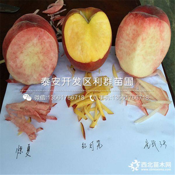 中國(guó)沙紅桃樹(shù)苗、新品種中國(guó)沙紅桃樹(shù)苗、中國(guó)沙紅桃樹(shù)苗價(jià)格