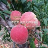 中華壽桃苗、中華壽桃樹苗、中華壽桃樹苗價(jià)格