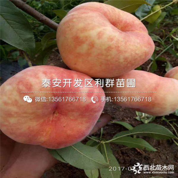 桃树苗出售、桃树苗价格、桃树苗基地