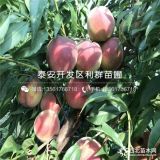 哪里有桃樹苗批發(fā)、批發(fā)桃樹苗價(jià)格多少