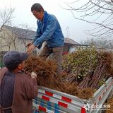 苹果苗种植基地 苹果苗批发 《品种纯正》