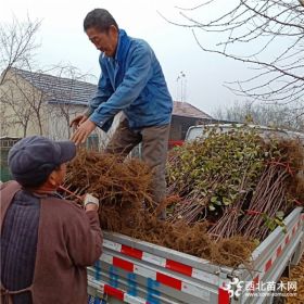 蘋果苗種植基地 蘋果苗批發(fā) 《品種純正》