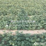 陕西花椒苗、陕西大红袍花椒苗、陕西狮子头花椒苗