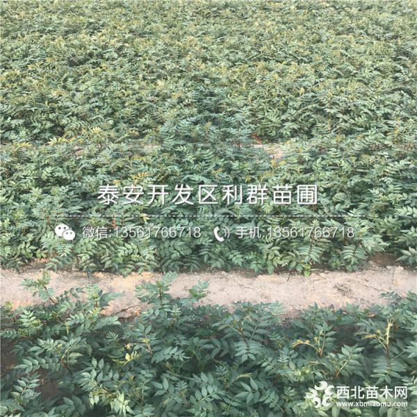 大红袍花椒树苗、大红袍花椒树苗价格、大红袍花椒树苗基地